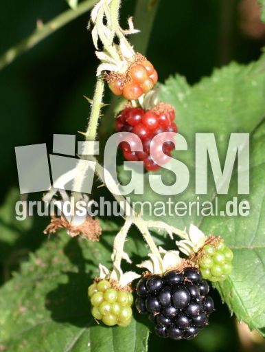 Brombeeren-A2.jpg